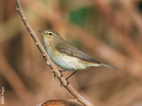 Common Chiffchaff