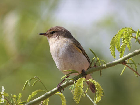 Common Chiffchaff