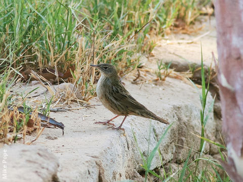 Common Grasshopper Warbler 