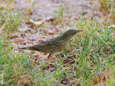 Common Grasshopper Warbler