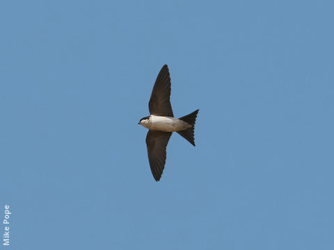 Common House Martin