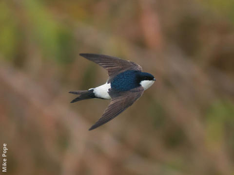 Common House Martin