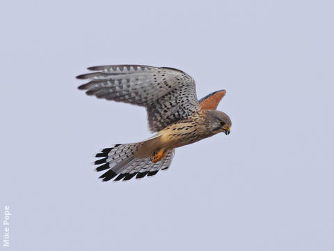 Common Kestrel (Male)