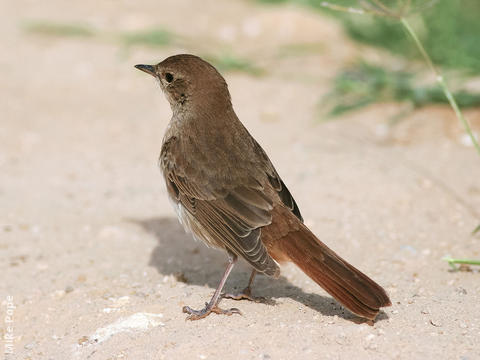 Common Nightingale 