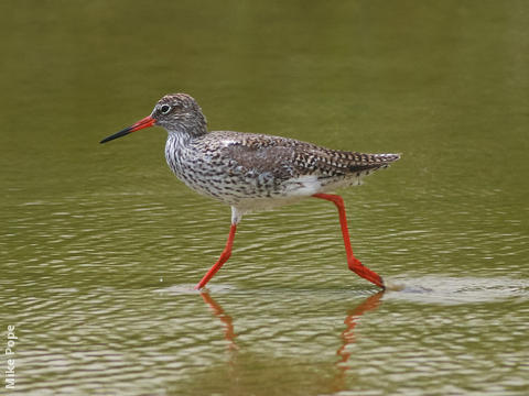 Common Redshank (Breeding plumage)