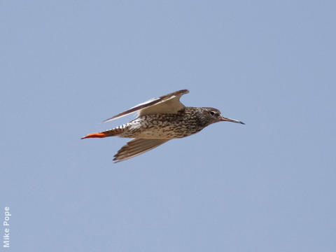 Common Redshank 