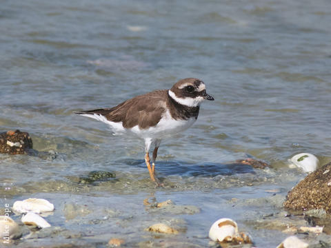 Common Ringed Plover (Non - breeding)