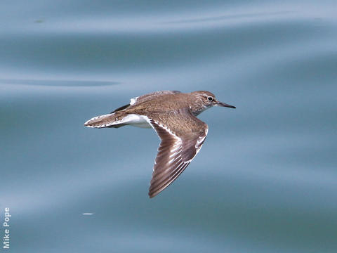 Common Sandpiper