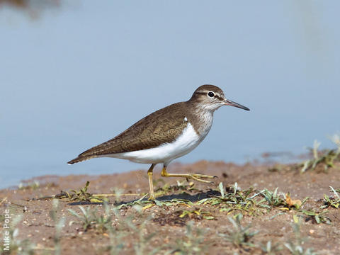 Common Sandpiper