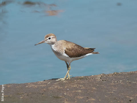 Common Sandpiper (Non - breeding)