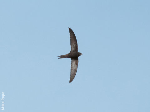 Common Swift 