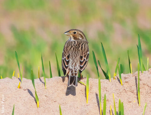 Corn Bunting