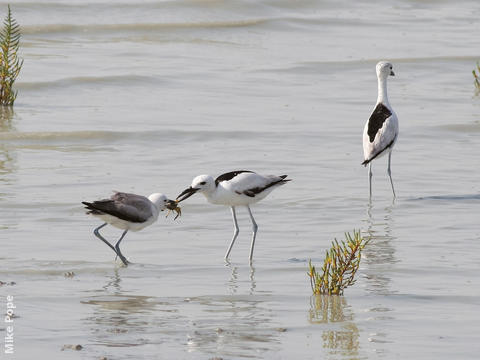 Crab-plover (Adult feeding juvenile)