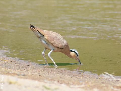 Cream-coloured Courser