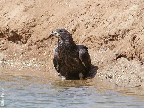 Crested Honey Buzzard (Dark morph)