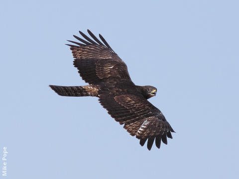 Crested Honey Buzzard