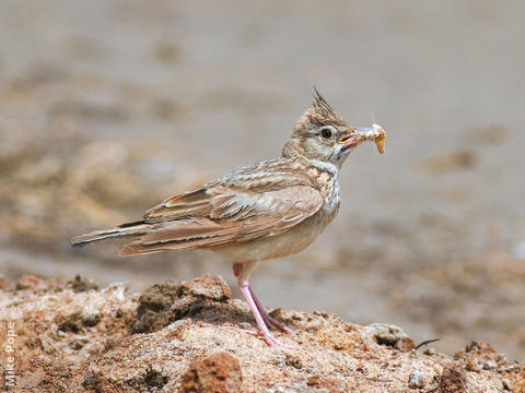 Crested Lark