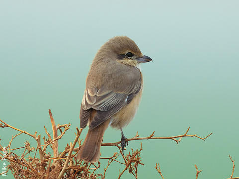 Daurian Shrike (Female winter)