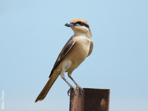 Daurian Shrike (Male)