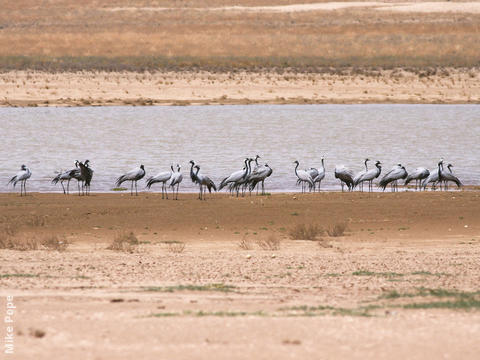 Demoiselle Crane