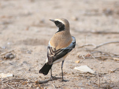 Desert Wheatear (Male)