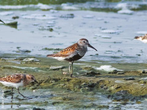 Dunlin (Breeding plumage)