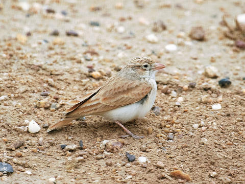 Dunn’s Lark