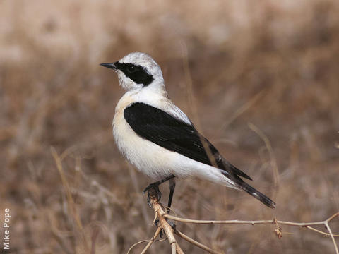 Eastern Black-eared Wheatear (Male pale-throated form)