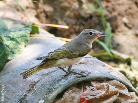 Eastern Bonelli’s Warbler