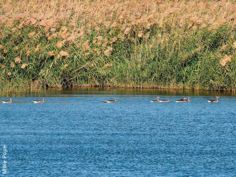 Eastern Greylag Geese 