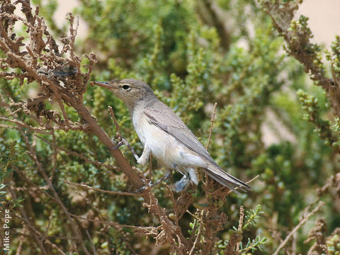 Eastern Olivaceous Warbler