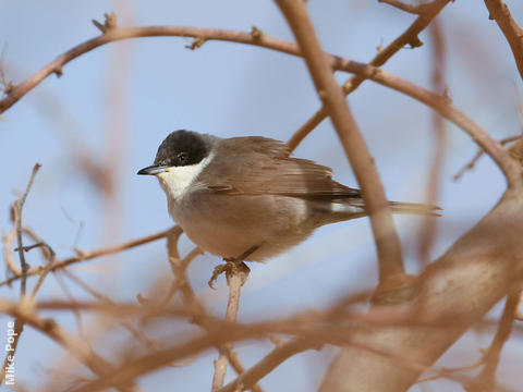 Eastern Orphean Warbler (Male autumn)