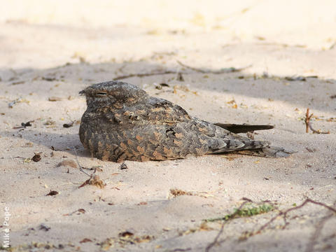 Egyptian Nightjar 