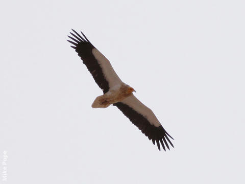 Egyptian Vulture