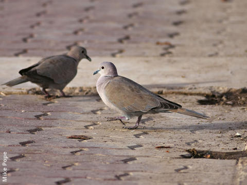 Eurasian Collared Dove