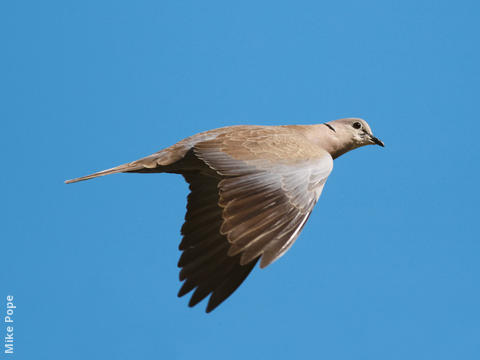 Eurasian Collared Dove 