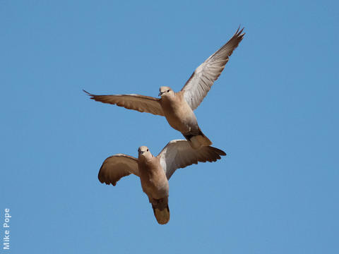 Eurasian Collared Dove 