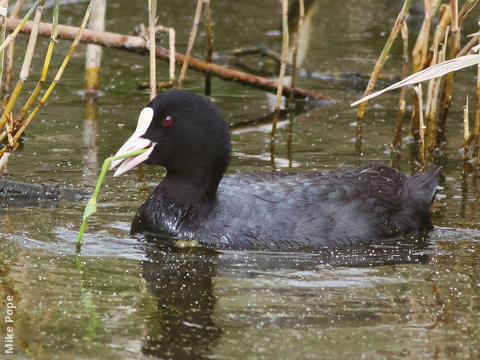 Eurasian Coot 