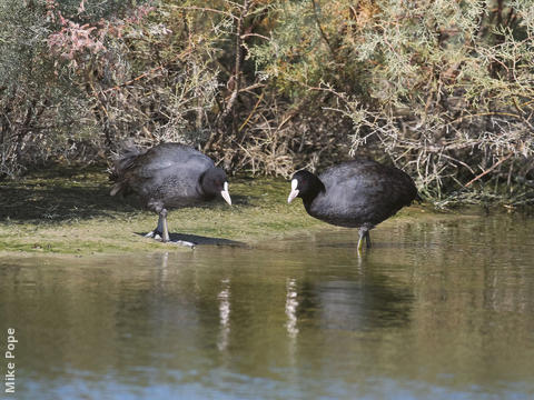 Eurasian Coot 