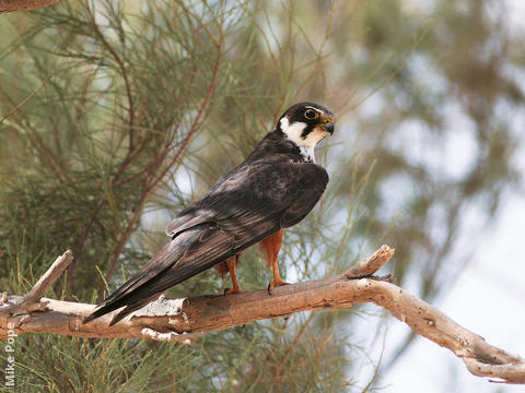 Eurasian Hobby