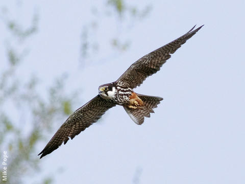 Eurasian Hobby