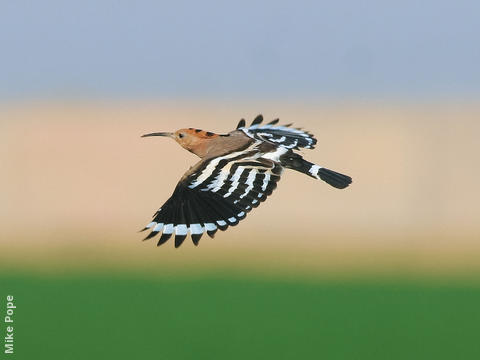 Eurasian Hoopoe 