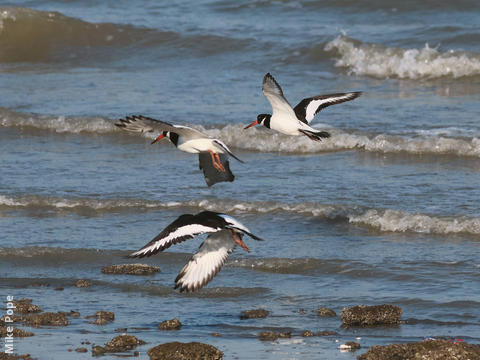 Eurasian Oystercatcher