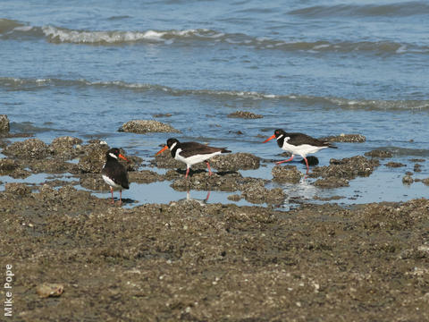 Eurasian Oystercatcher (Winter)