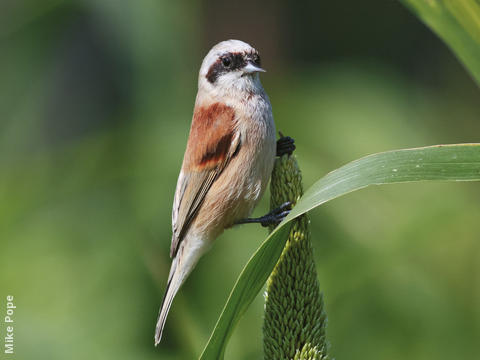 Eurasian Penduline Tit (Male)