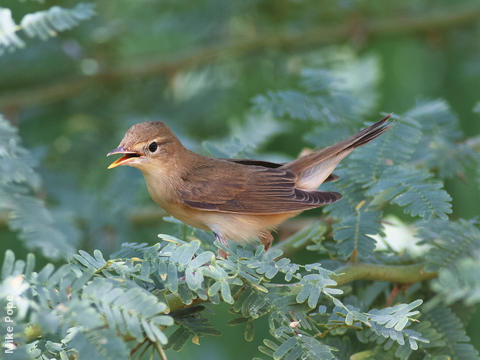 Eurasian Reed Warbler