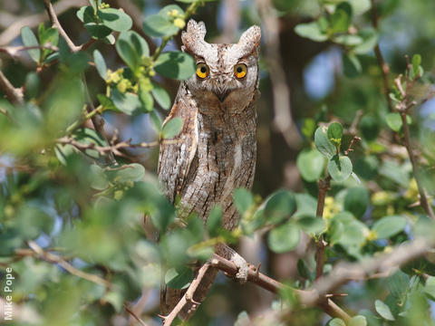 Eurasian Scops Owl