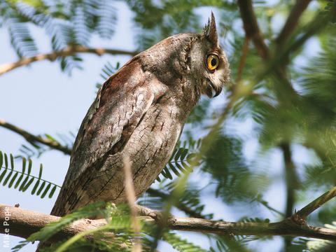 Eurasian Scops Owl