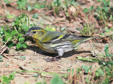 Eurasian Siskin (Non-breeding plumage)