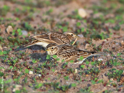 Eurasian Skylark